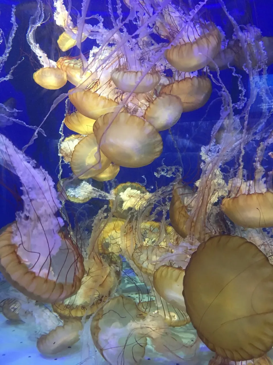Aquarium of the Pacific