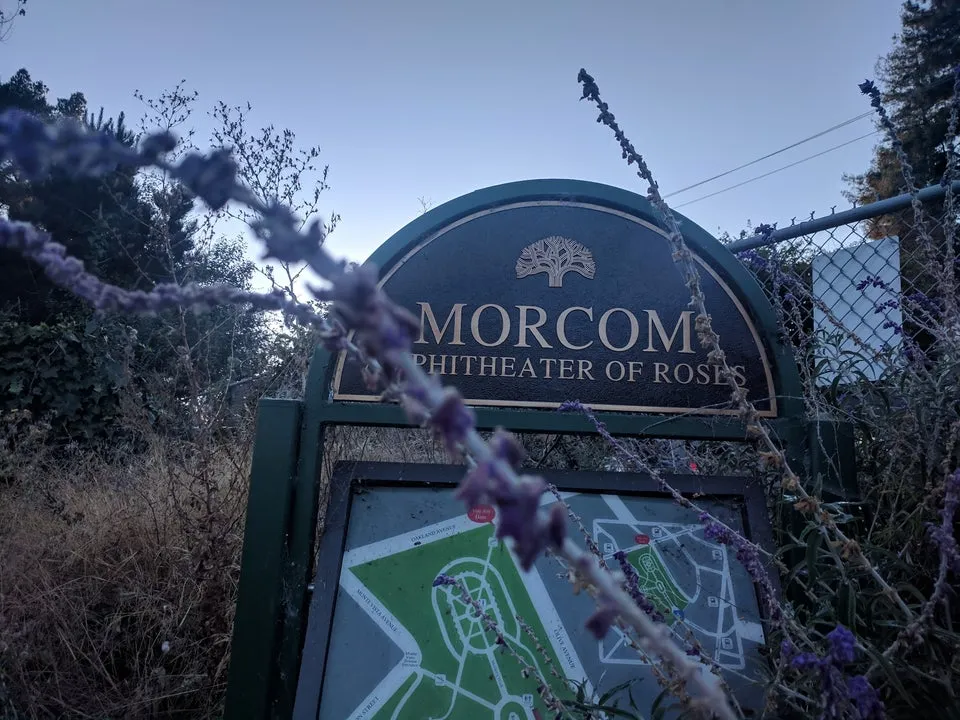 Morcom Rose Garden  Formerly: Morcom Amphitheater of Roses