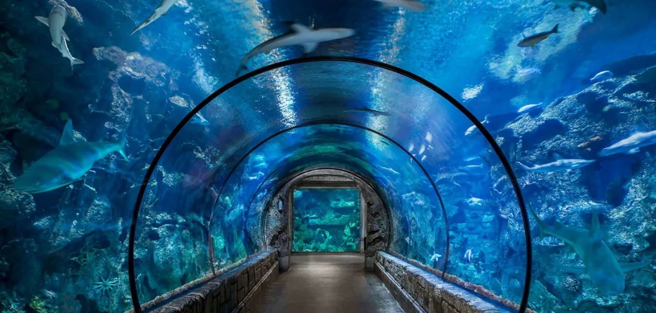 Shark Reef