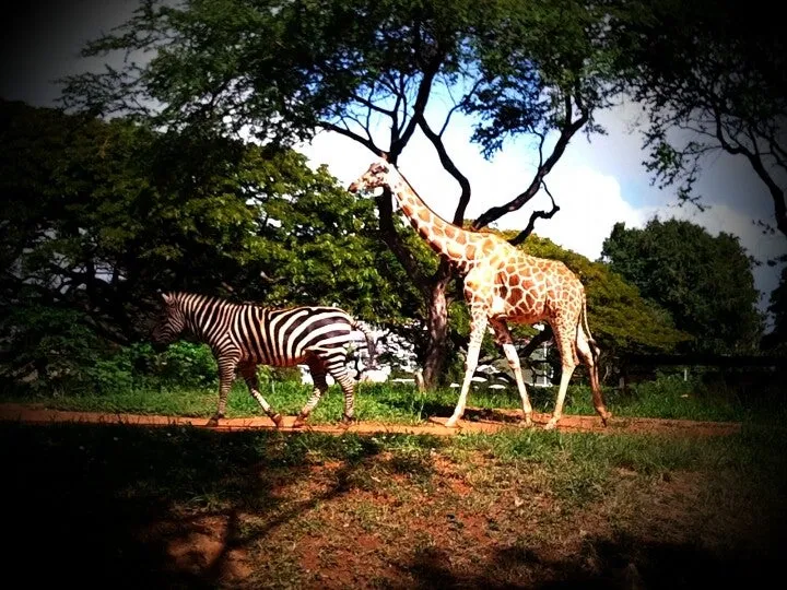 Honolulu Zoo