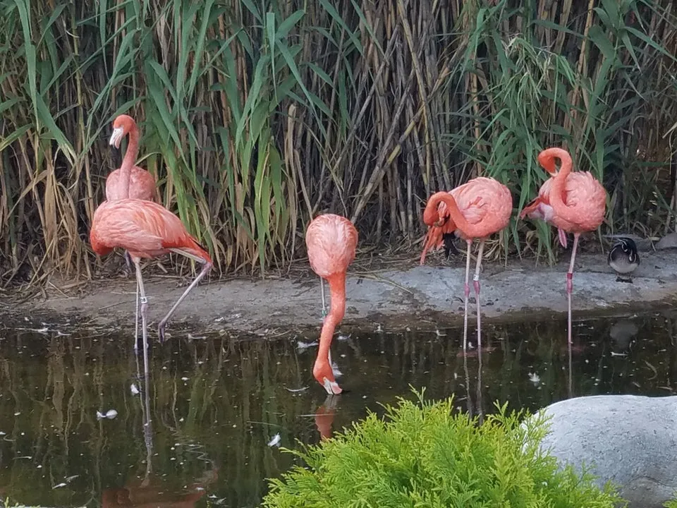 ABQ BioPark Zoo