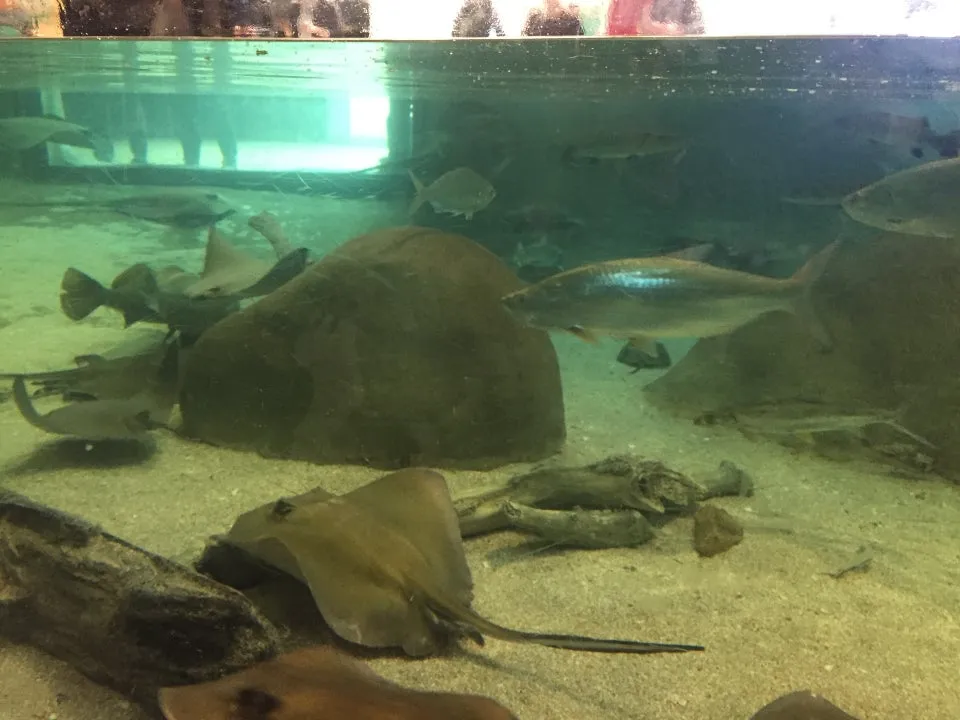 Albuquerque Aquarium