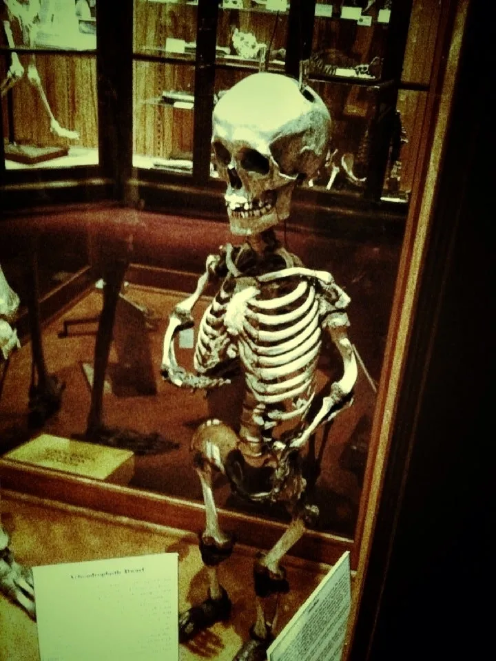Mutter Museum