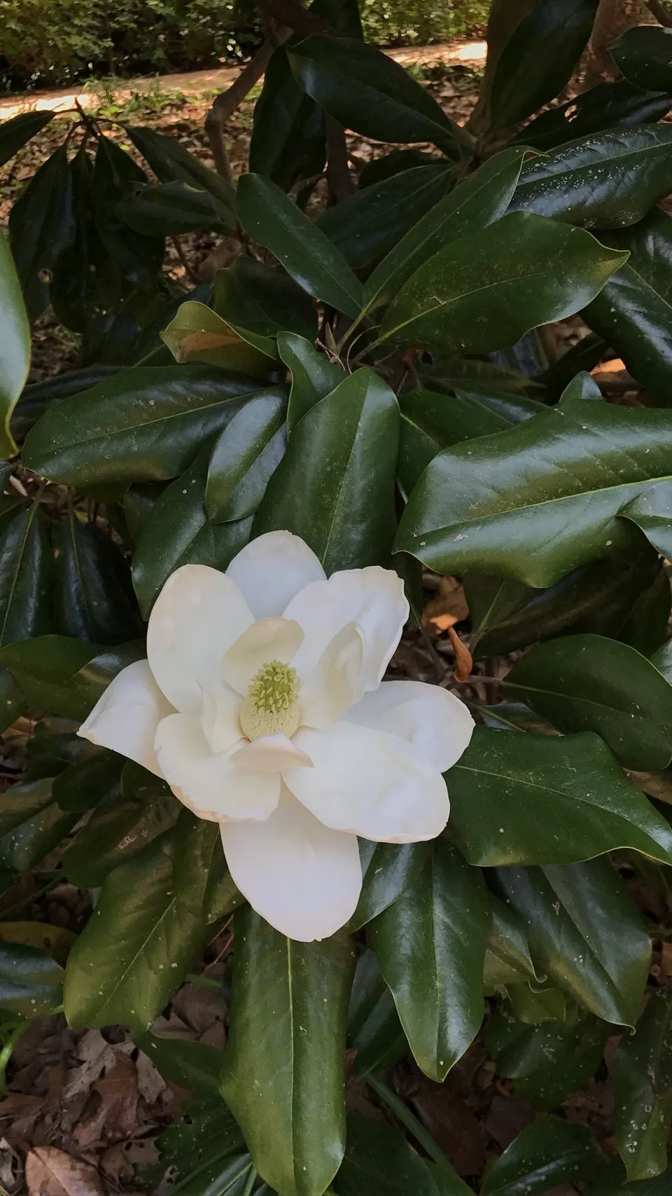 Bayou Bend Collection and Gardens