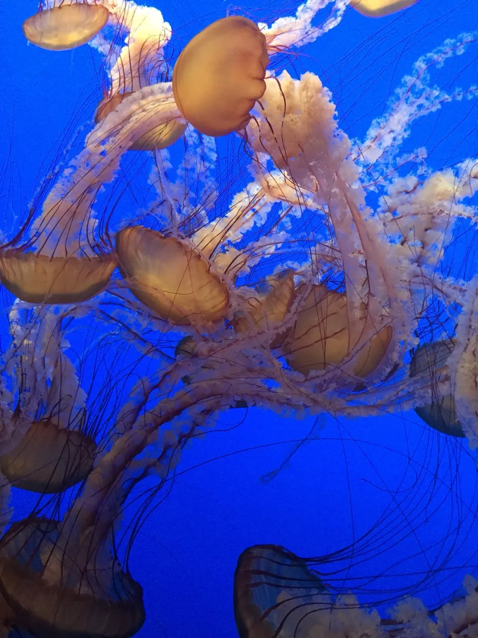 Monterey Bay Aquarium  (Closed Temporarily)