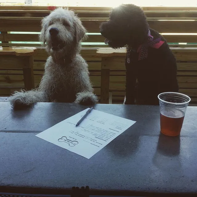 Dog Bar St. Pete
