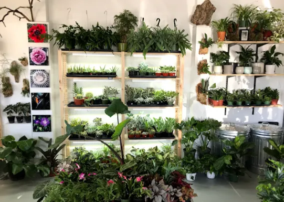 The Plant Store